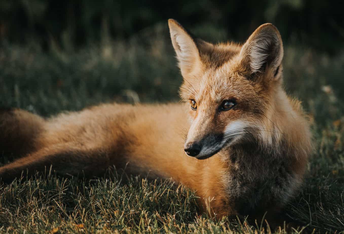 A beautiful photo of a fox