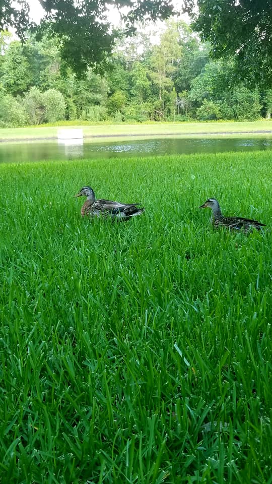 I move closer to the ducks